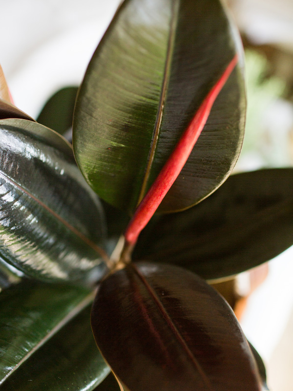 Variedades de plantas de goma Ficus Burgundy