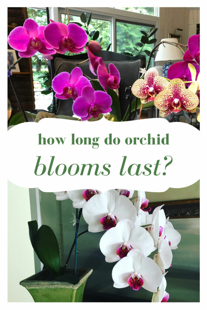 how-long-do-orchid-blooms-last