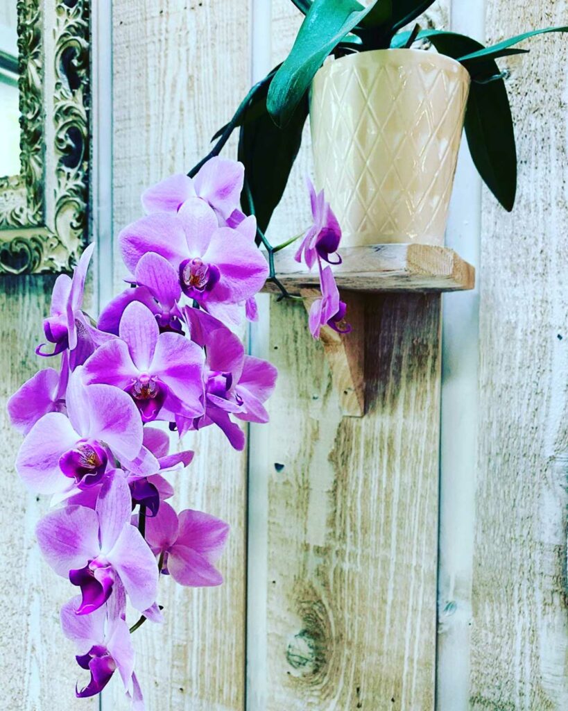 cuanto tiempo florecen las orquideas