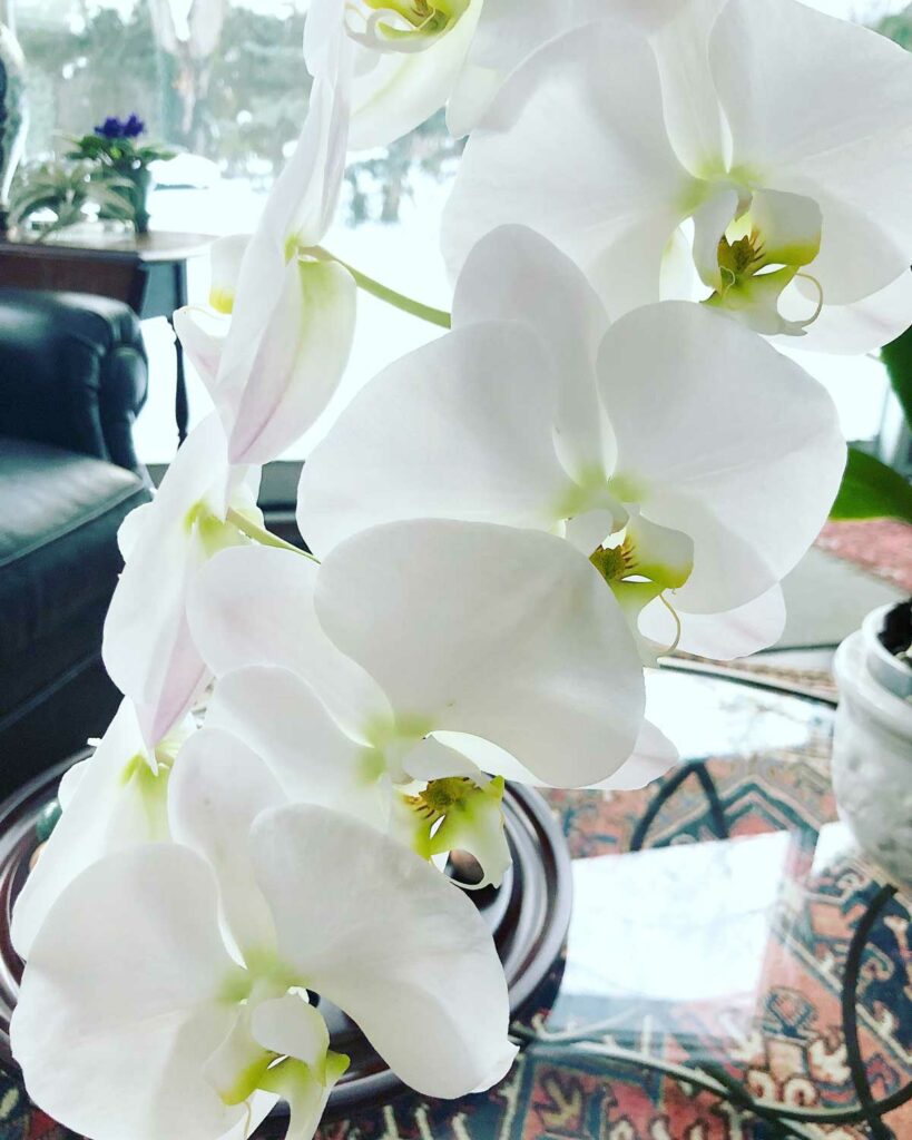 how-long-do-orchid-blooms-last