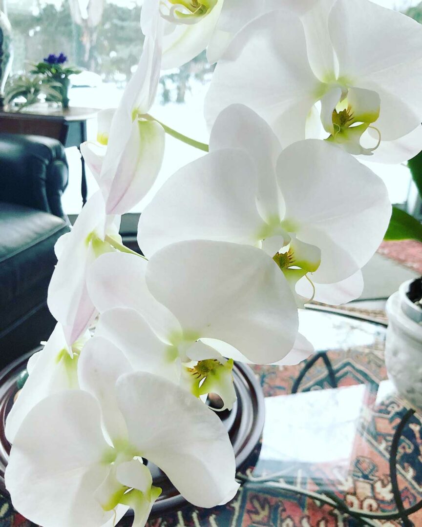 How Long Do Orchid Blooms Last + Tips to Last Longer