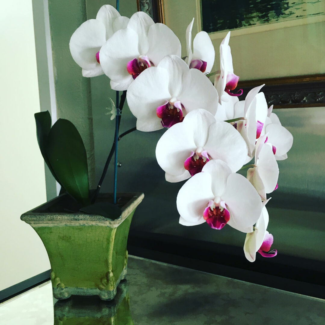 How Long Do Orchid Blooms Last + 5 Tips to Extend Lifespan