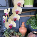 How Long Do Orchid Blooms Last + Tips to Last Longer how-long-do-orchid-blooms-last