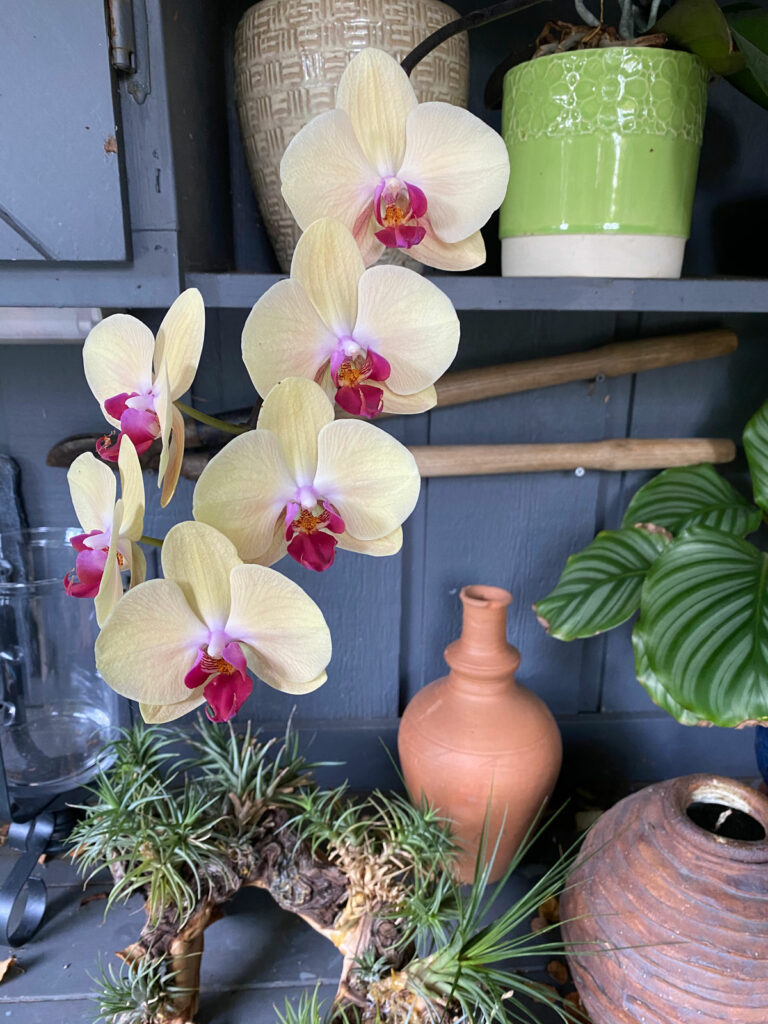 cuanto tiempo florecen las orquideas