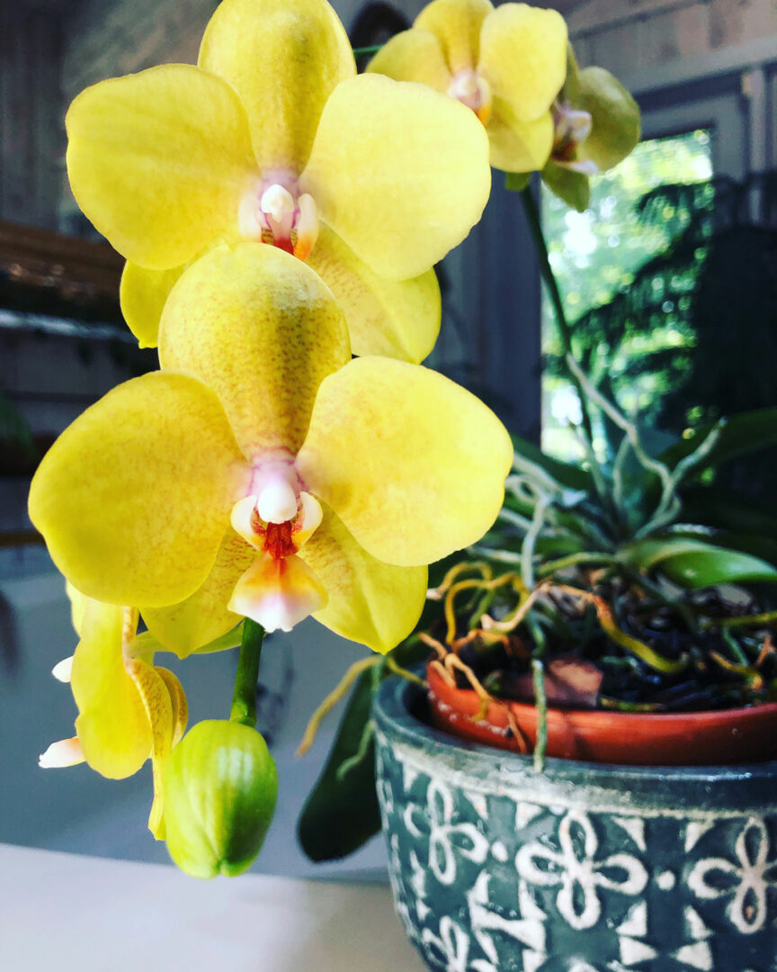 How Long Do Orchid Blooms Last + 5 Tips to Extend Lifespan