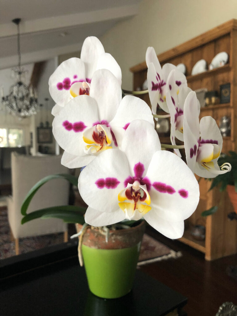 how-long-do-orchid-blooms-last