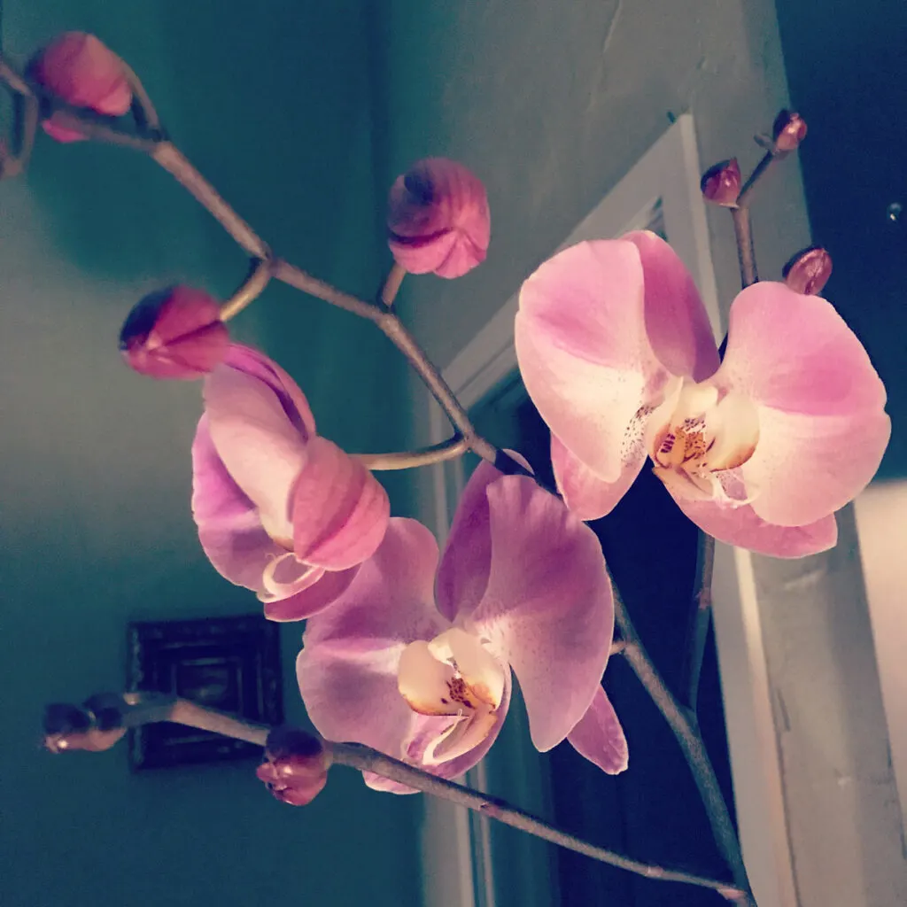 how-long-do-orchid-blooms-last