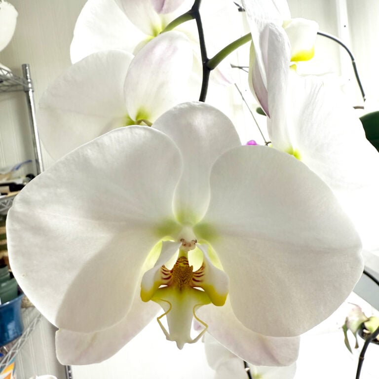 How Long Do Orchid Blooms Last + Tips to Last Longer