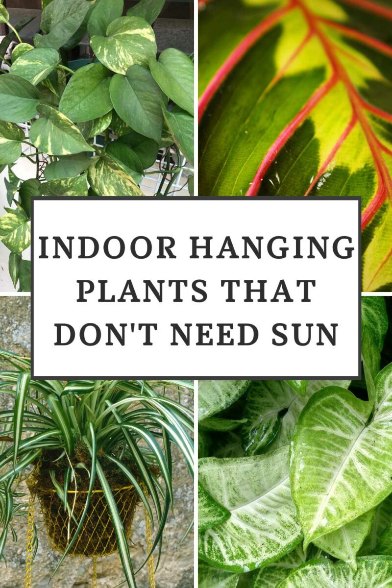 13 Beautiful Indoor Hanging Plants That Don't Need Sun