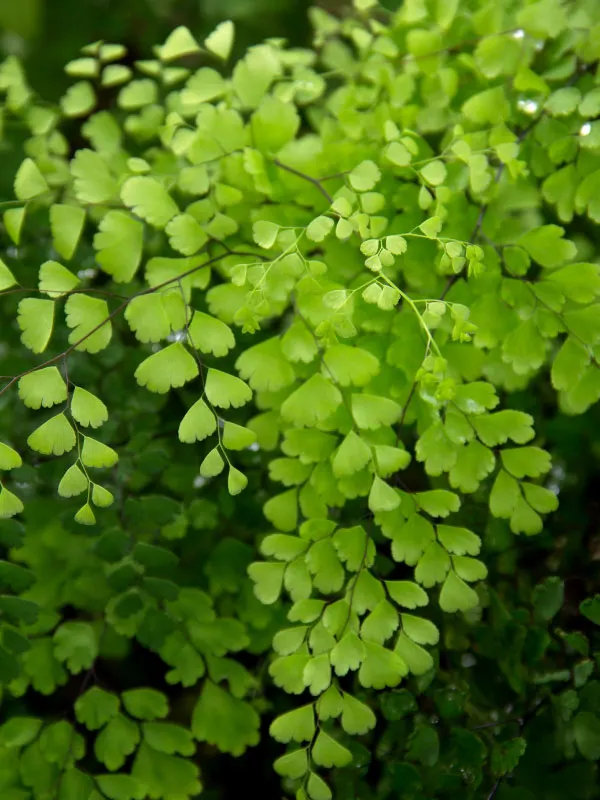 maidenhair-fern-no-sun