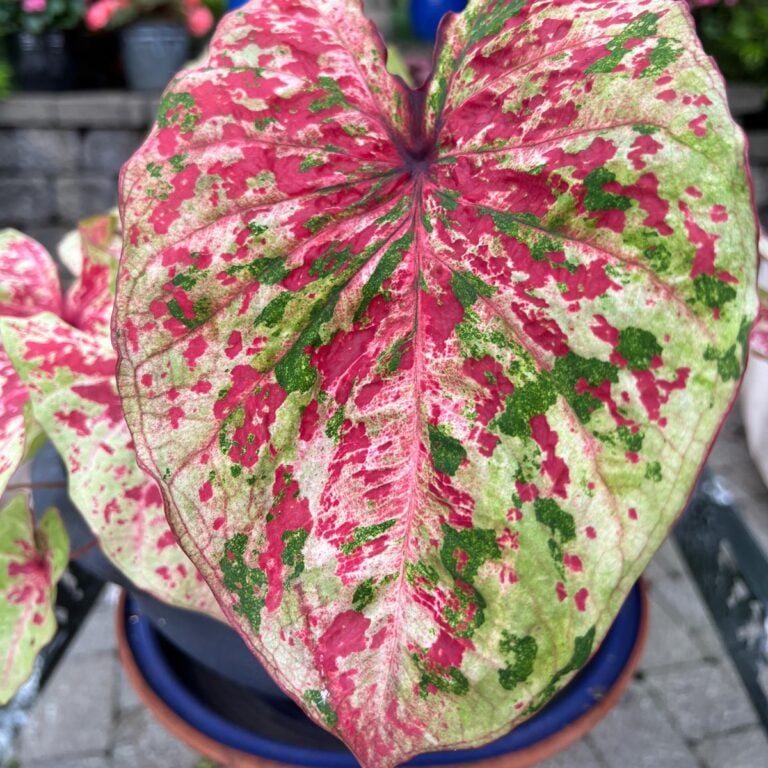 Overwintering Caladiums in Cold Climates: 5 Important Tips
