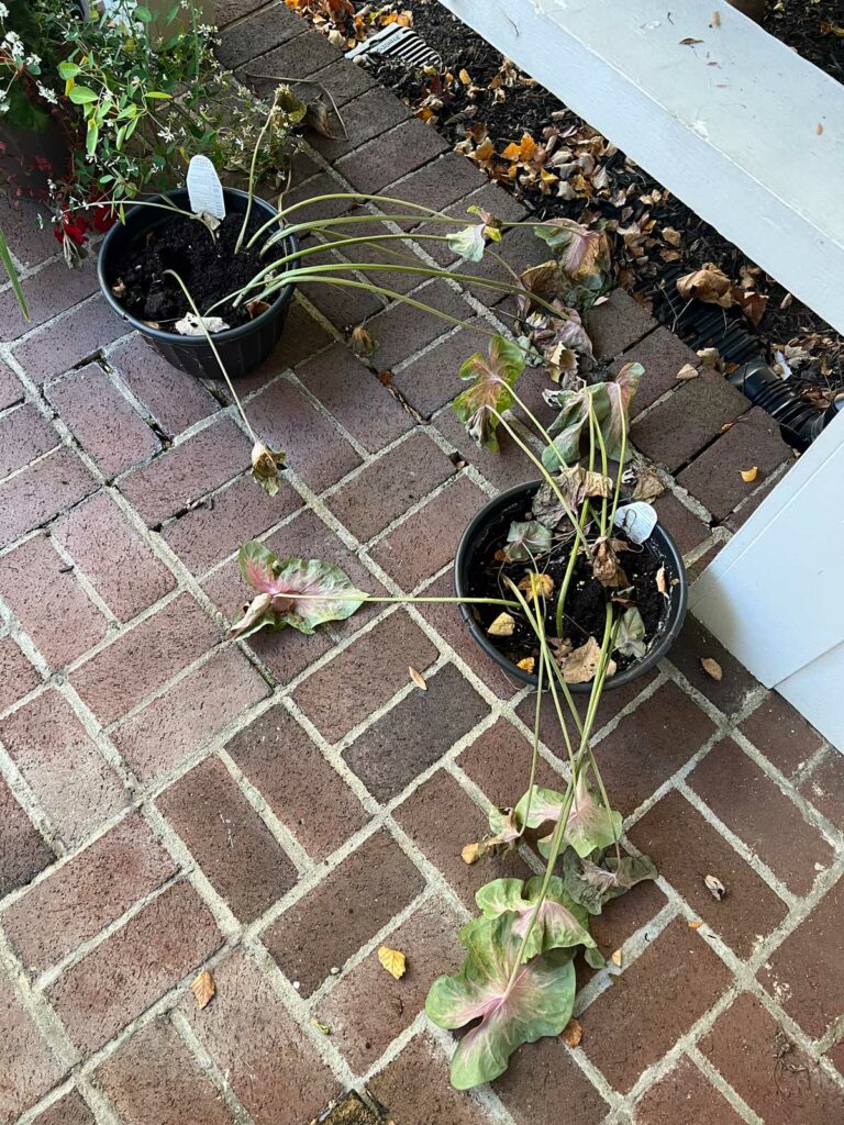 overwintering-caladiums