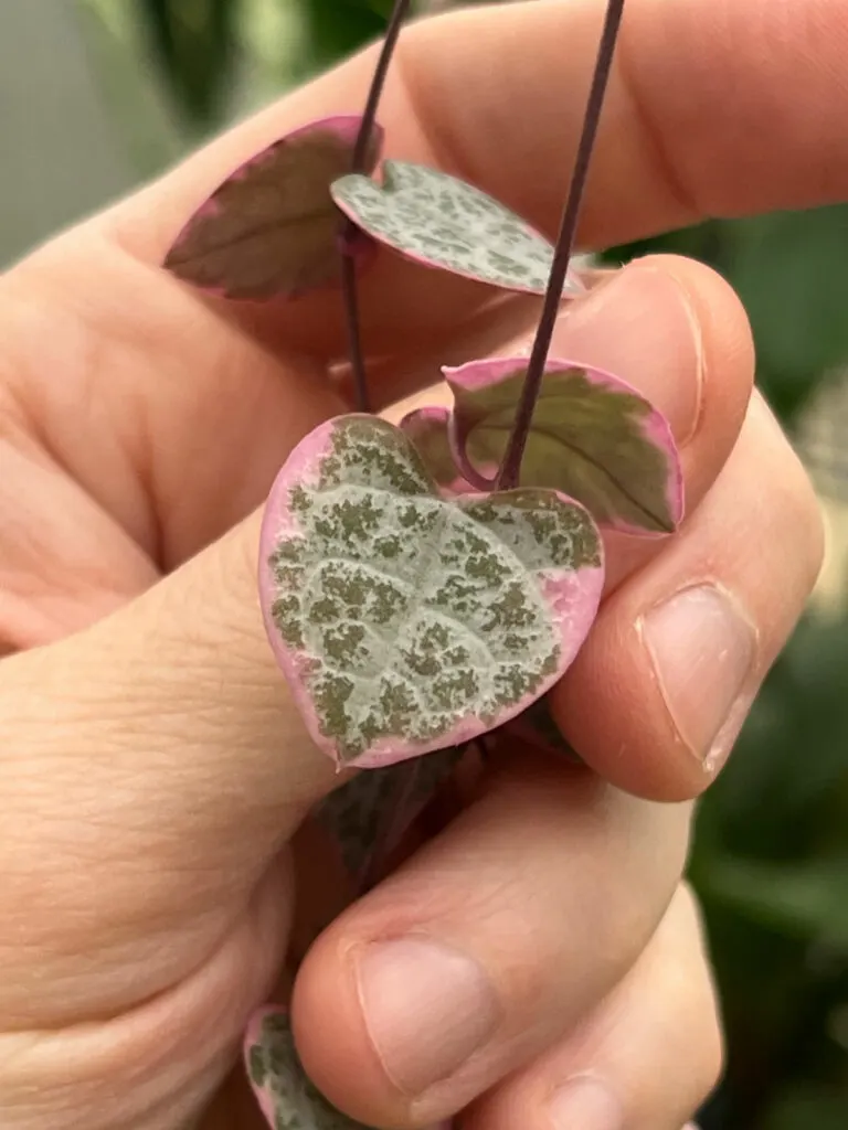 pink-variegated-string-of-hearts-leaf