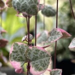 Variegated String of Hearts Care - More PINK + 13 Care Tips pink-variegated-string-of-hearts