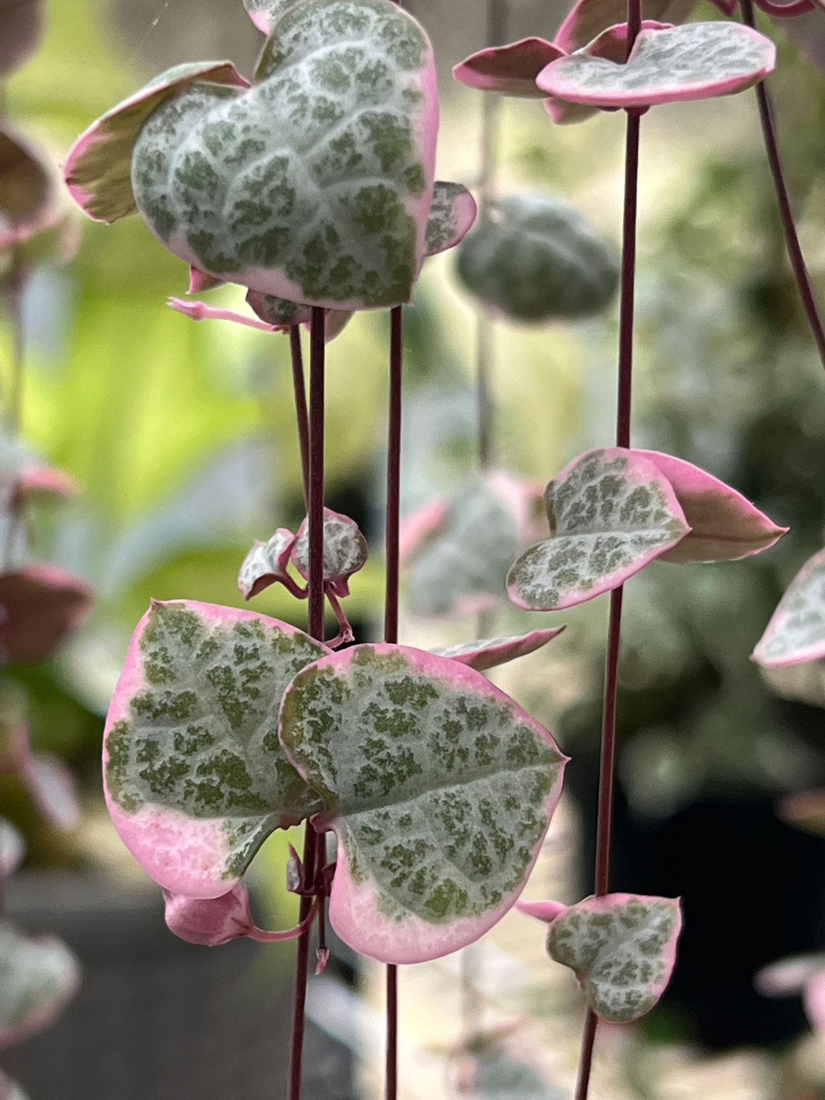 Variegated String of Hearts Care - More PINK + 13 Care Tips