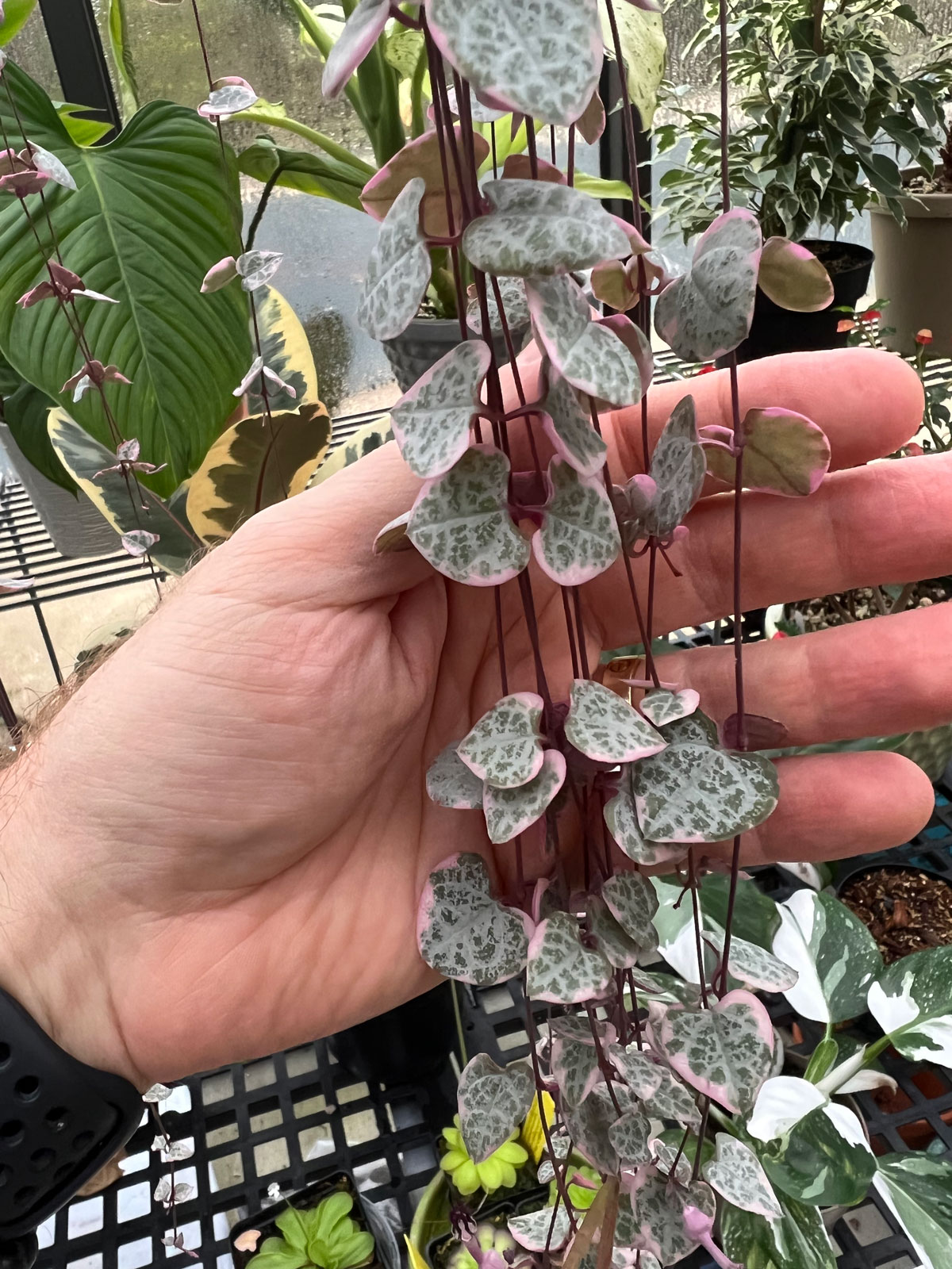 Variegated String of Hearts Care More PINK + 13 Care Tips