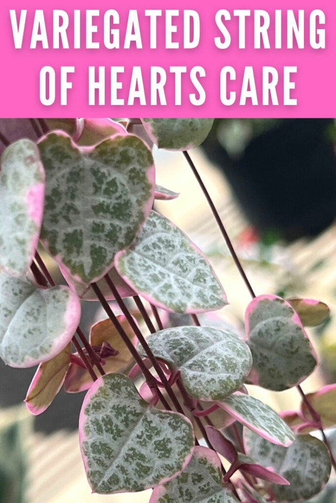 pink-variegated-string-of-hearts