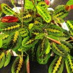 13 Beautiful Indoor Hanging Plants That Don't Need Sun plants-that-don't-need-sun-1200x1200