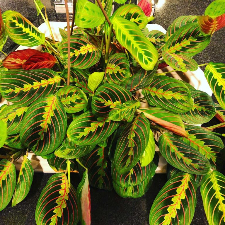 13 Beautiful Indoor Hanging Plants That Don't Need Sun