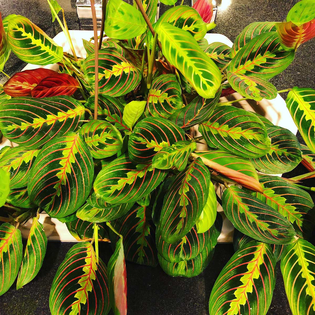 13 Beautiful Indoor Hanging Plants That Don't Need Sun