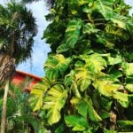 Pothos in the Wild: 5 Cool Facts About This "Houseplant" pothos-in-the-wild