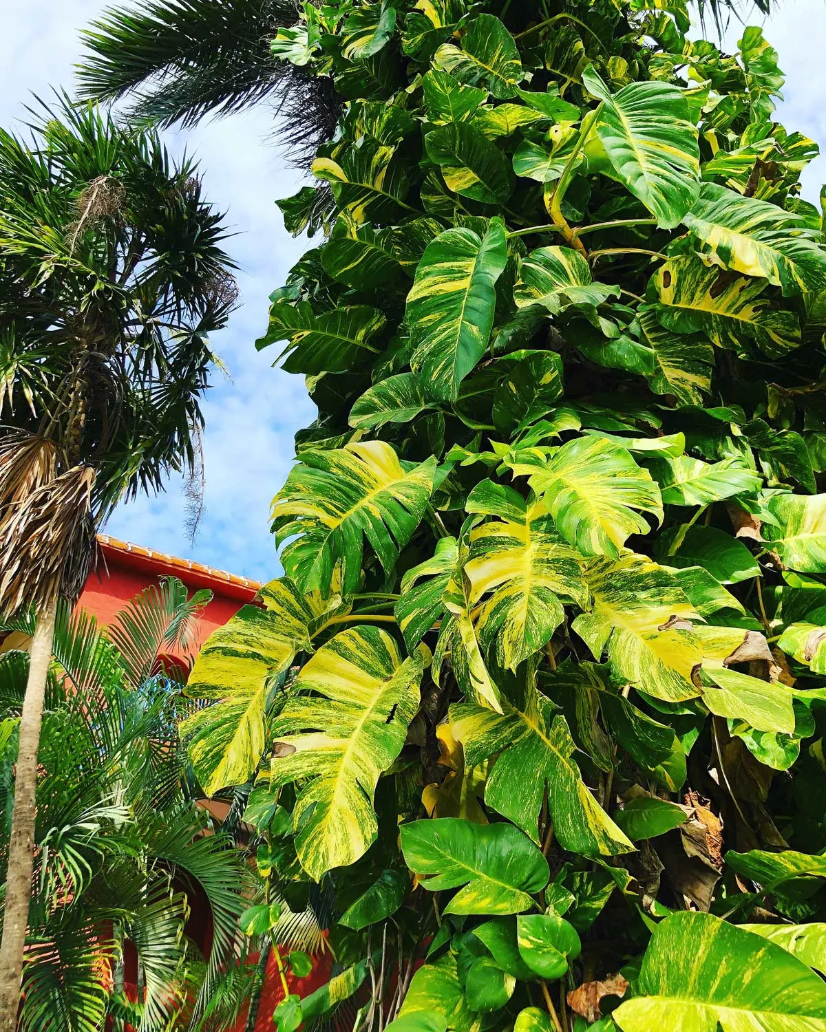 pothos-in-the-wild