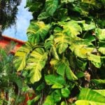 pothos-in-the-wild-featured-pic