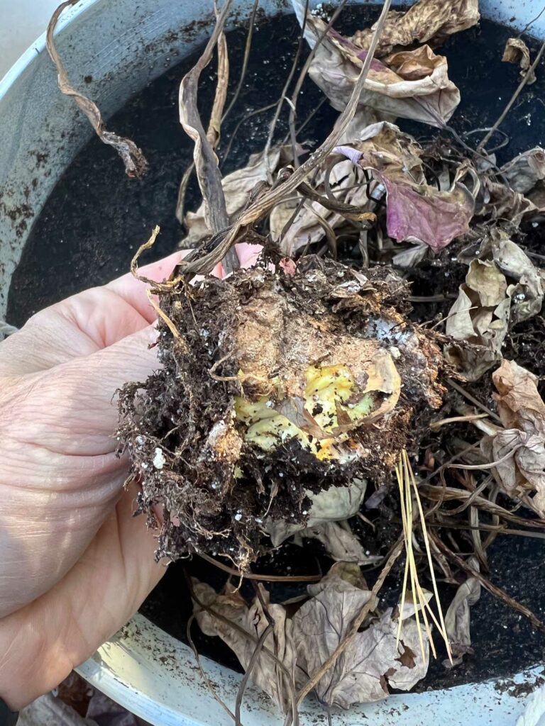 rotting-caladium-bulb