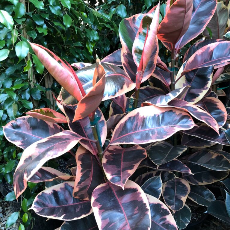 Rubber Plant Varieties: 11 Ficus Elastica Types (w/ Pics)