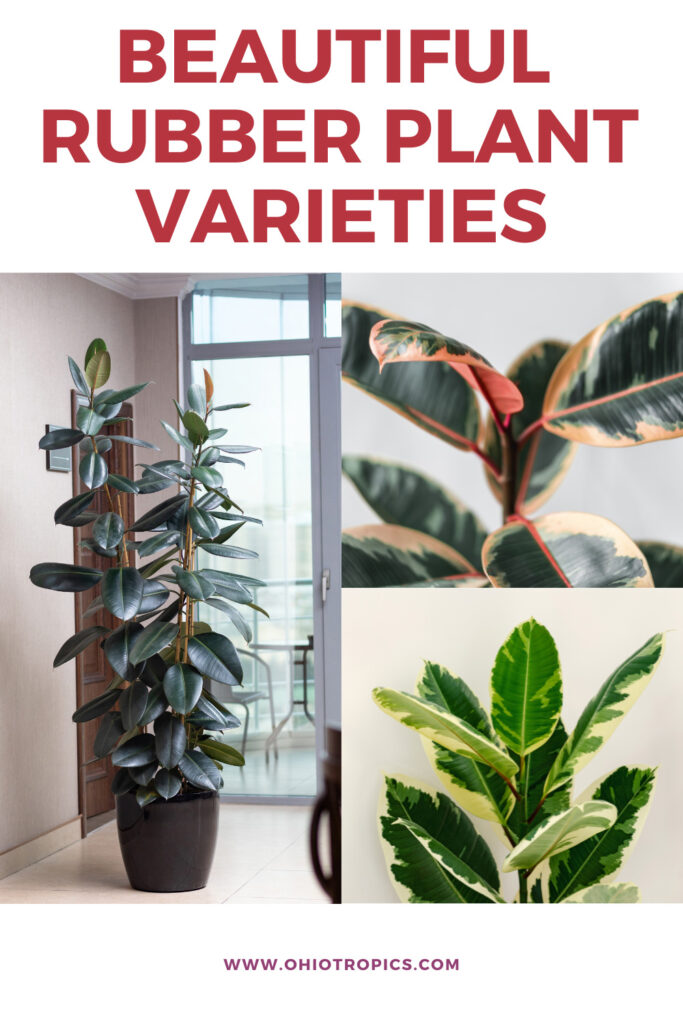 variedades de plantas de caucho