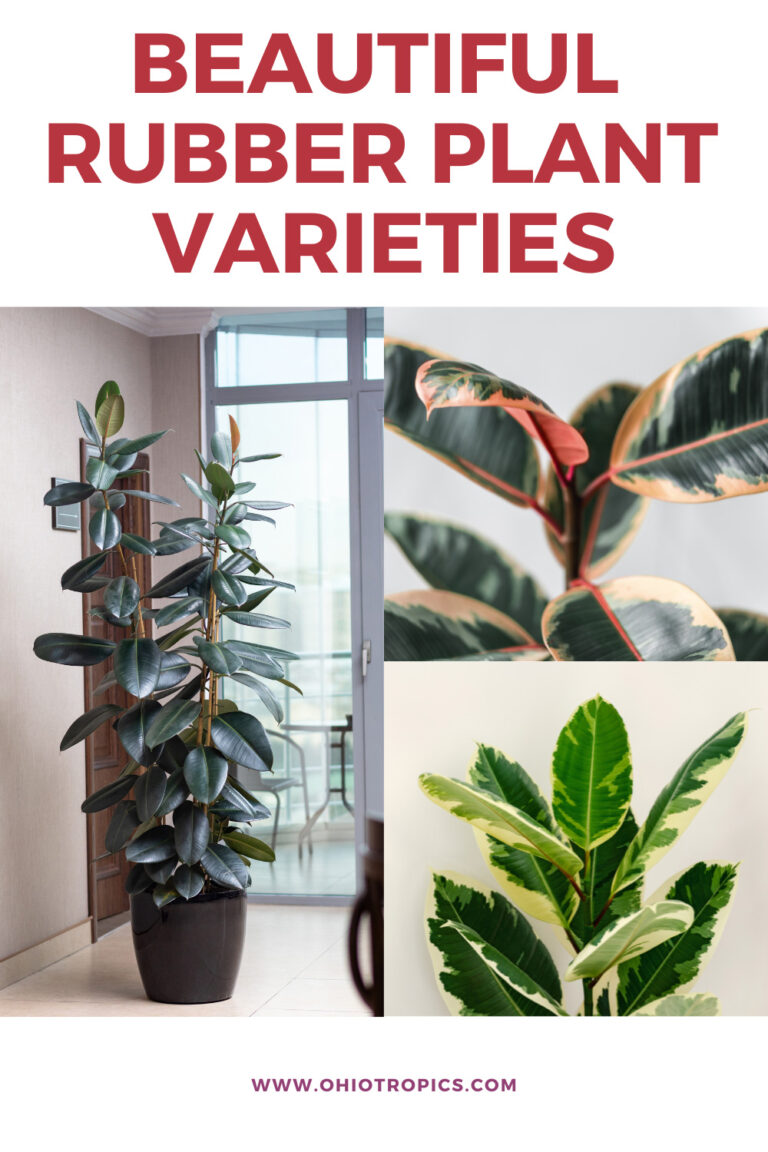 Rubber Plant Varieties 11 Ficus Elastica Types (w/ Pics)