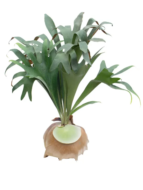 staghorn-fern-no-sun