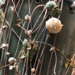 String of Hearts Balls: What They Are + 3 Fun Tips string-of-hearts-balls-1200x1200