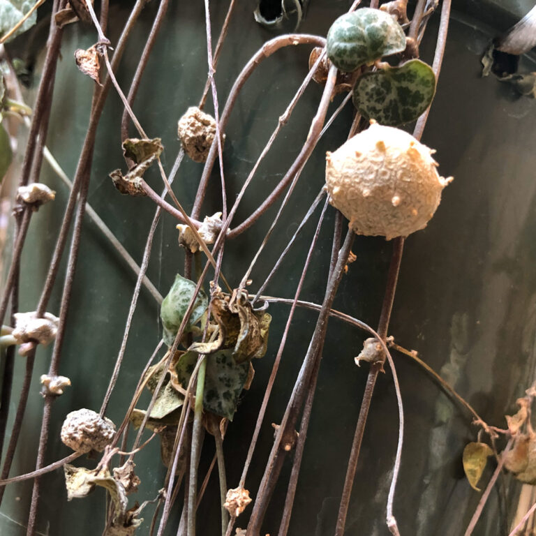 String of Hearts Balls: What They Are + 3 Fun Tips