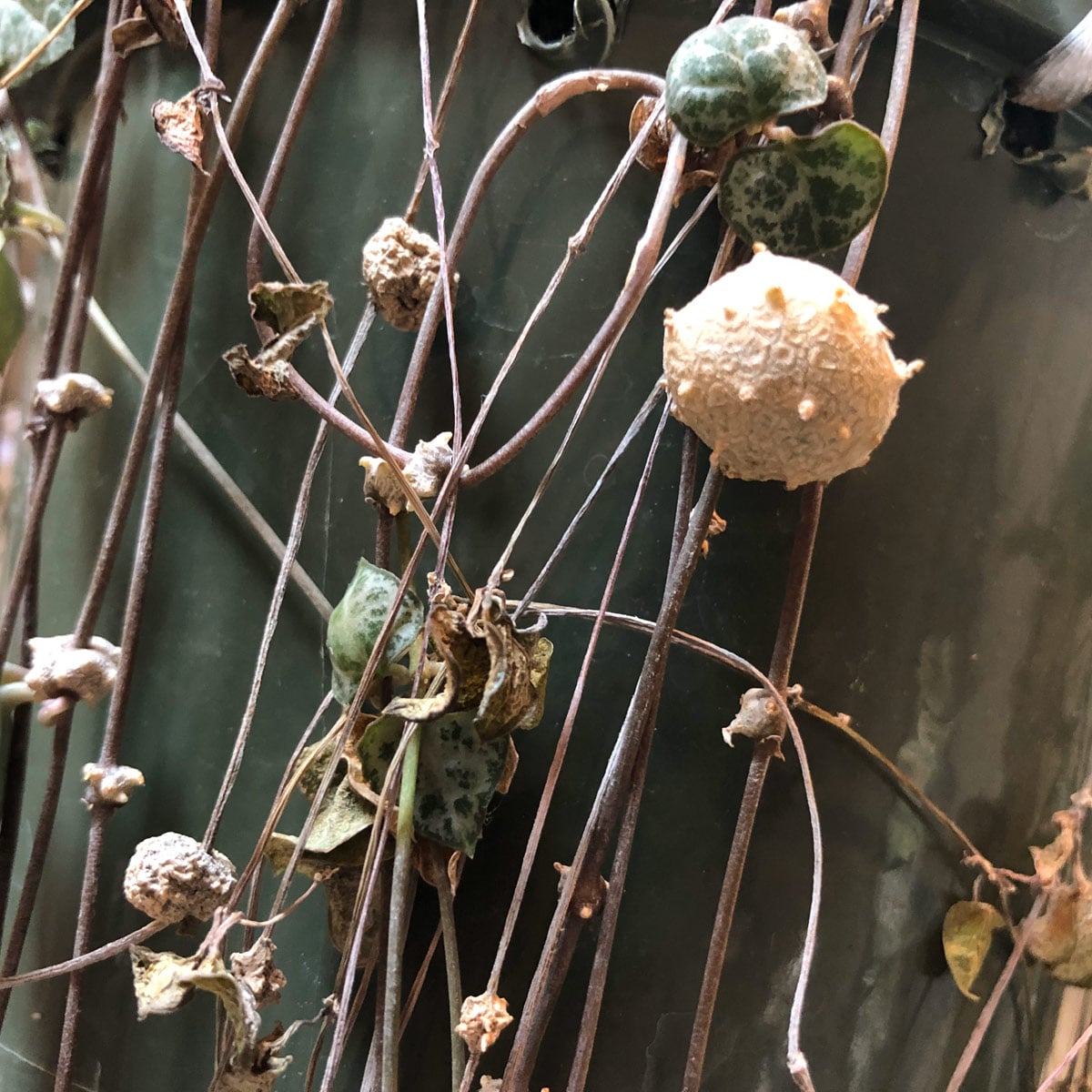 String of Hearts Balls: What They Are + 3 Fun Tips