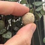 String of Hearts Balls: What They Are + 3 Fun Tips string-of-hearts-balls