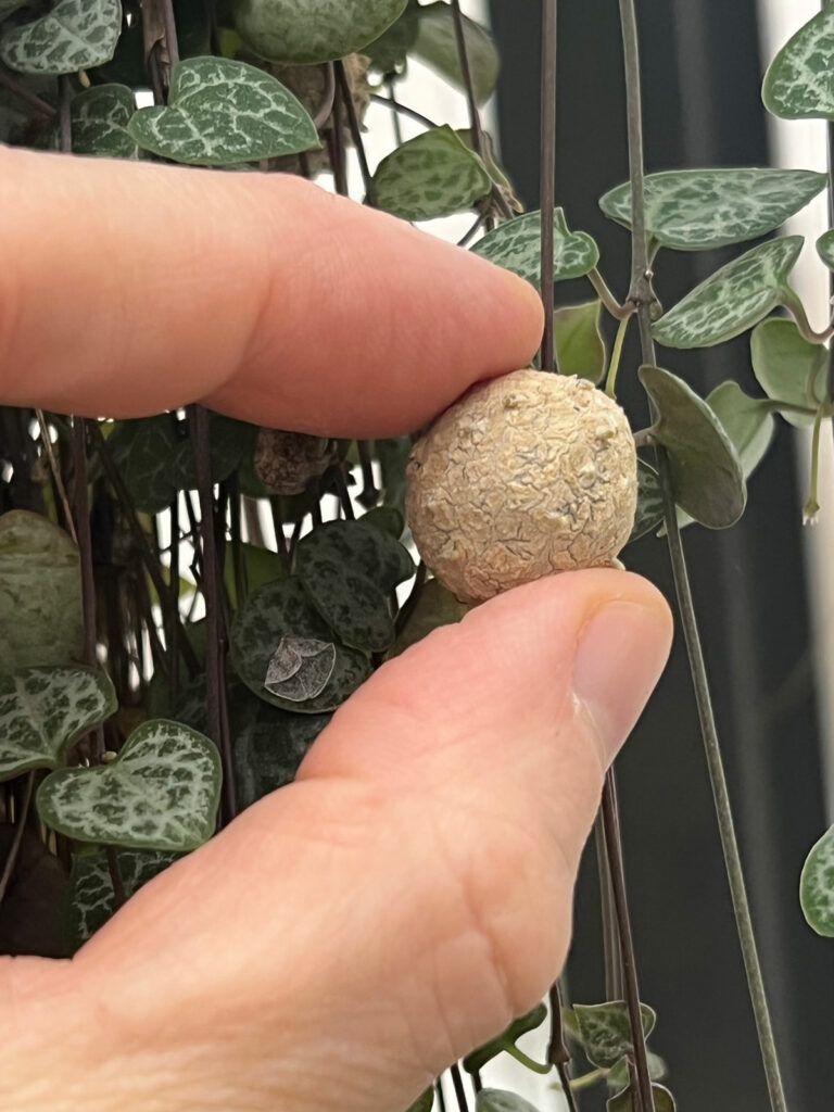 Anyone else have a mature String of Pearls? The strands on mine