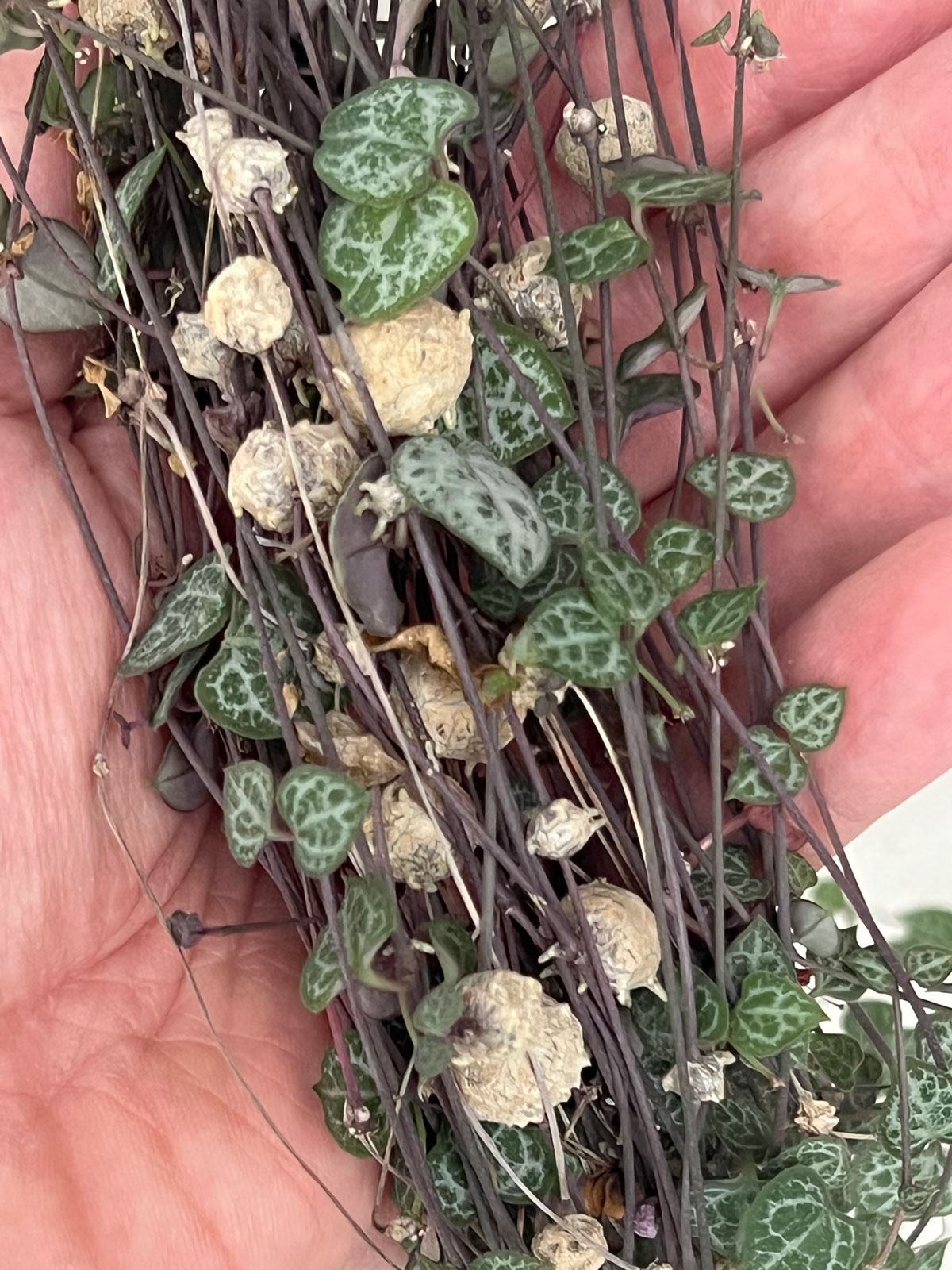 String of Hearts Balls What They Are + 3 Fun Tips