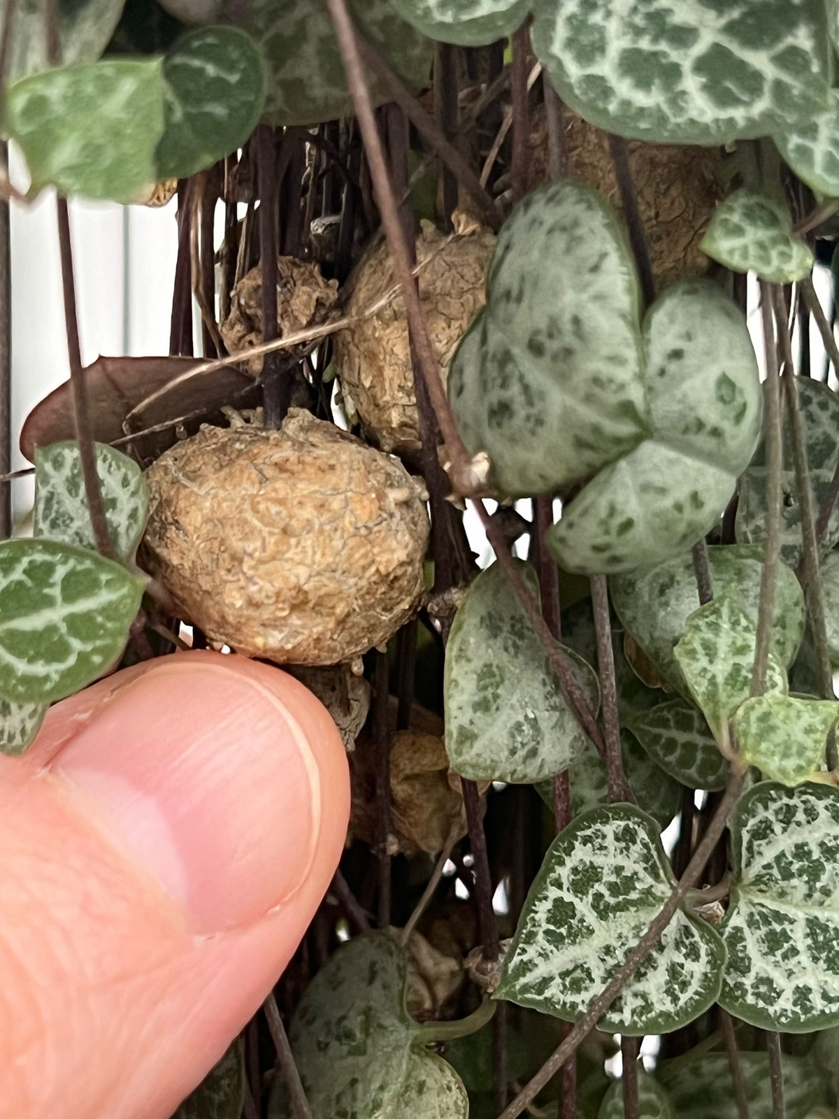 String of Hearts Balls What They Are + 3 Fun Tips