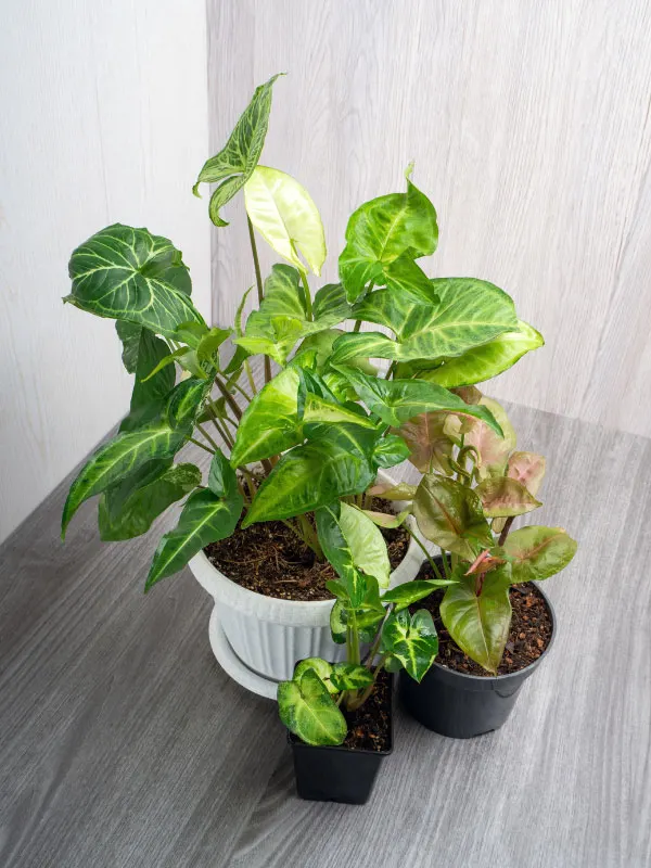 Unique houseplants add interest to the indoors - Jamestown Sun