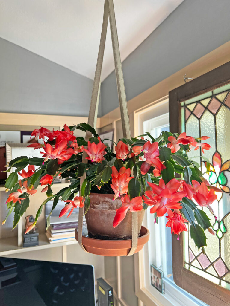 thanksgiving-cactus-christmas-cactus-flowers