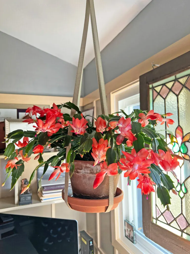 thanksgiving-cactus-christmas-cactus-flowers