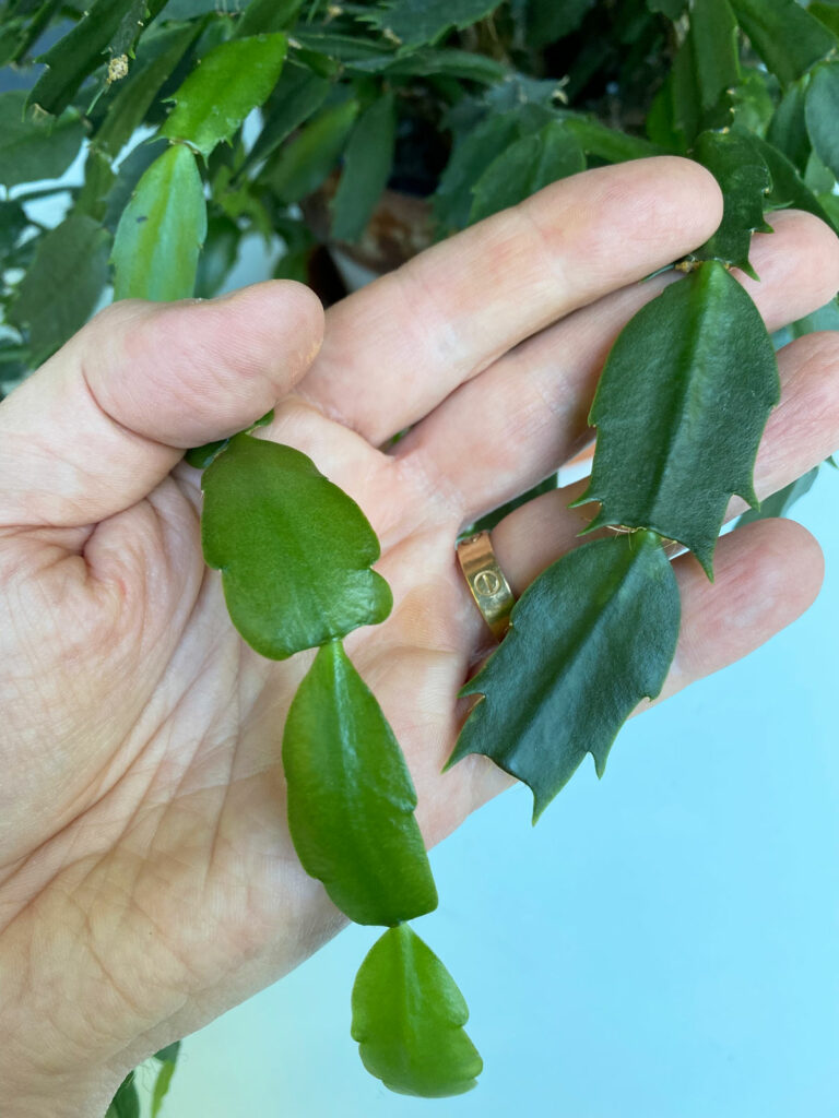 thanksgiving-vs-christmas-cactus