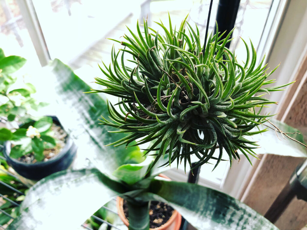 tillandsia ionantha