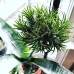15 Easy Air Plant Varieties for Beginners (Tillandsia) tillandsia-types-1200x1200