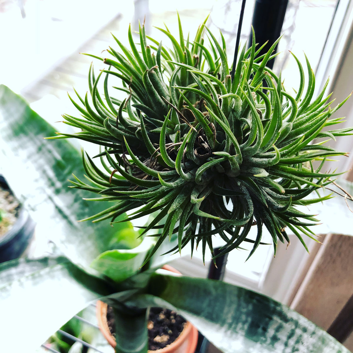 15 Easy Air Plant Varieties for Beginners (Tillandsia)