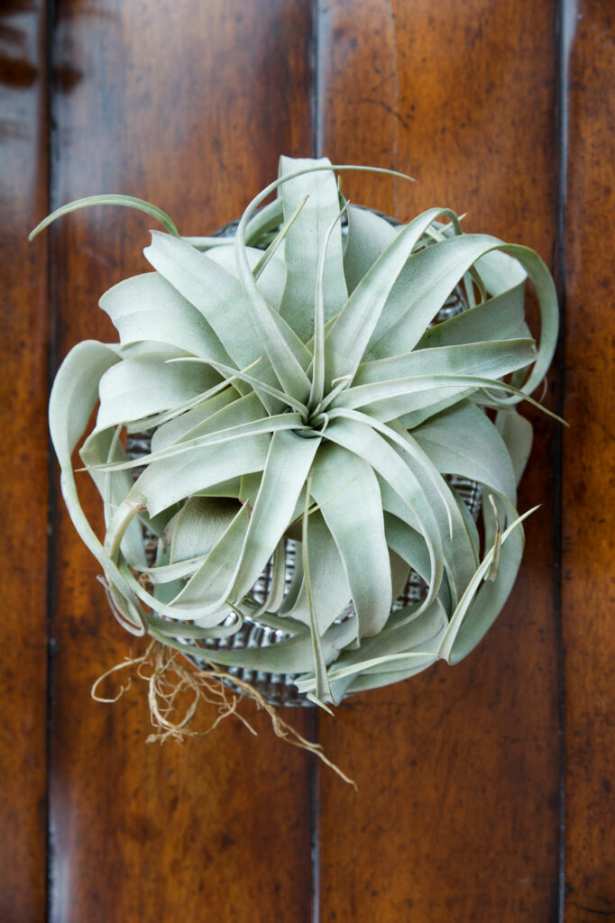 tillandsia xerográfica