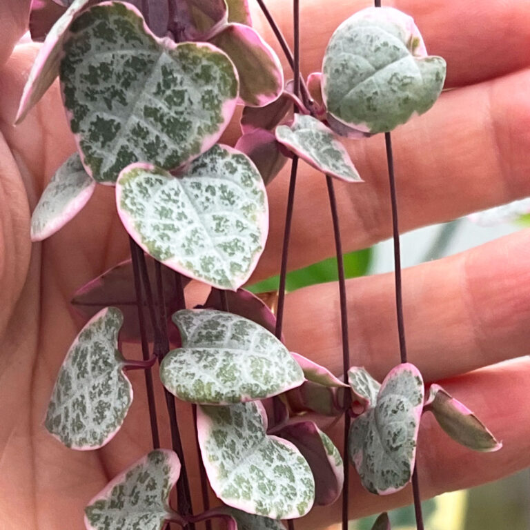 Variegated String of Hearts Care - More PINK + 13 Care Tips