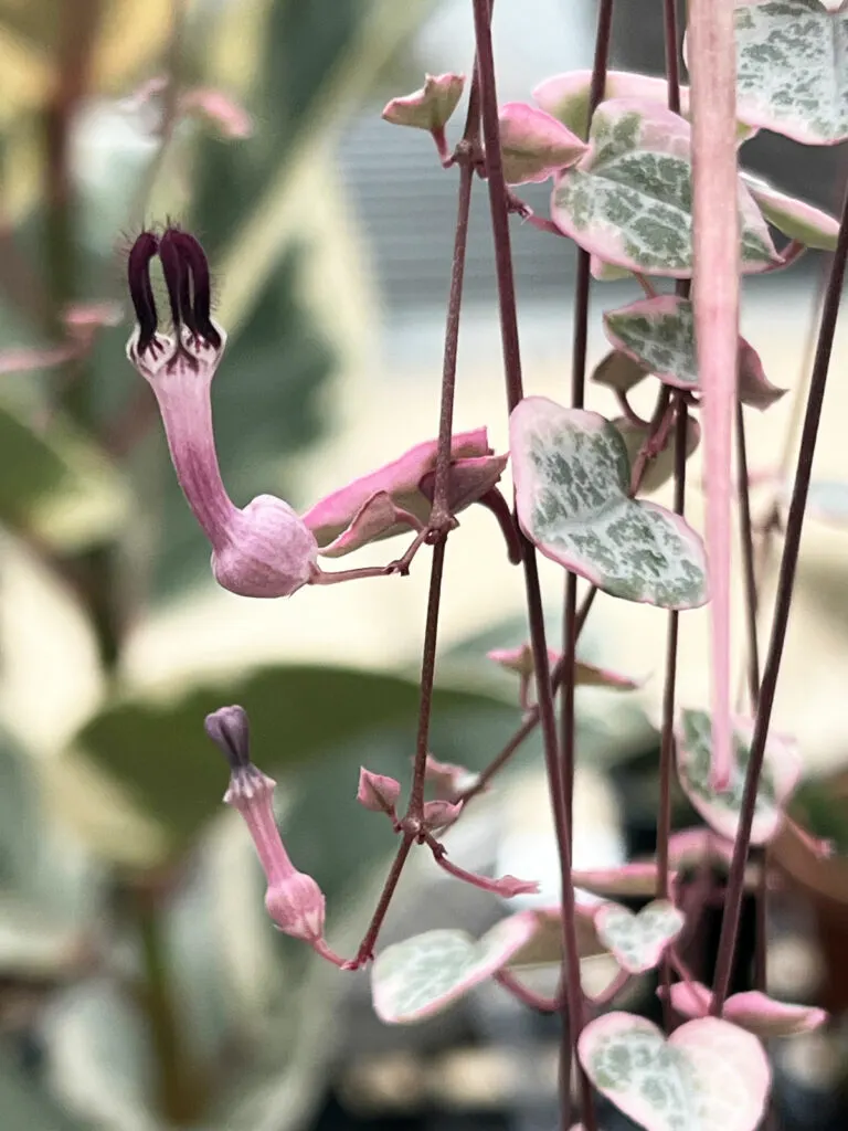 variegated-string-of-hearts-flowers