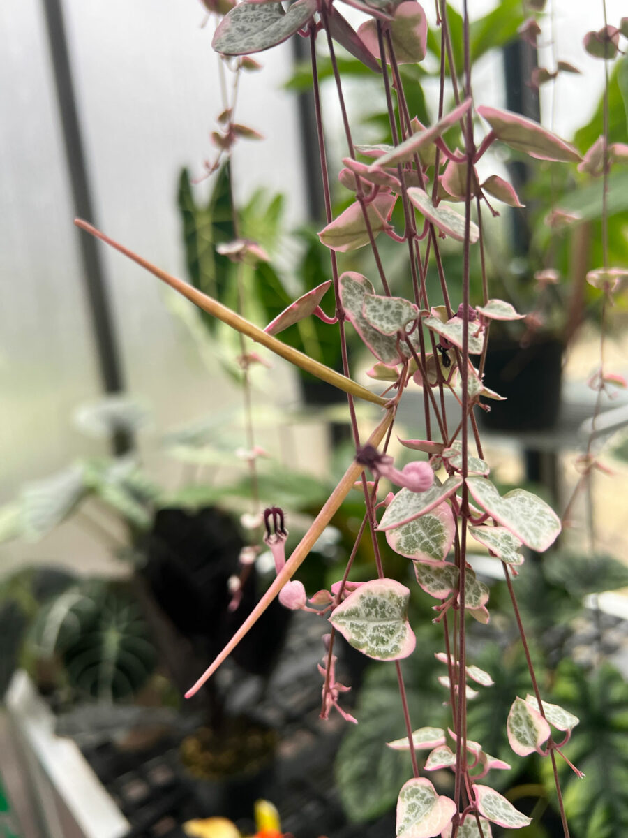 Variegated String of Hearts Care More PINK + 13 Care Tips